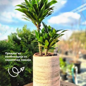 Dracaena Compacta