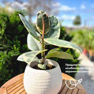 Ficus Elastica 'Tineke'