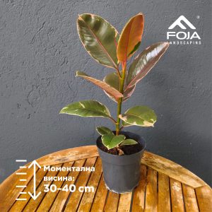 Ficus Elastica 'Tineke'