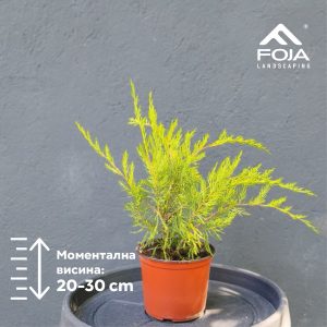 Juniperus horizontalis 'Mint Julep'