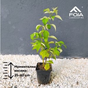 Rubus Idaeus - Малина