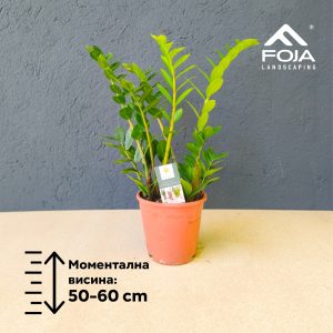 Zamioculcas zamiifolia