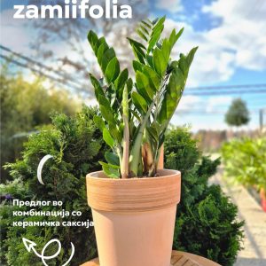 Zamioculcas zamiifolia