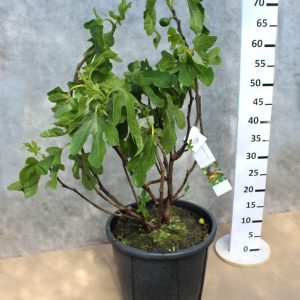 Ficus carica Brown Turkey