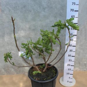 Ficus carica Ice Crystal