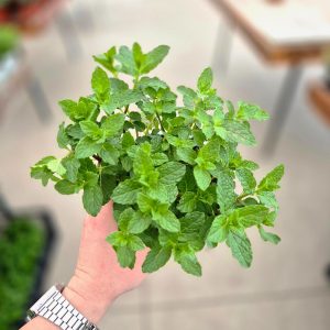 Mentha Arvensis - Нане