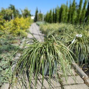 Carex oshimensis 'Evergold'