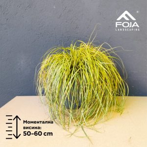 Carex oshimensis 'Evergold'