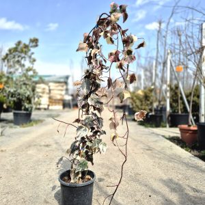 Hedera colchica 'dentata variegata'- Бршлен