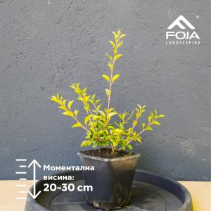 Syringa 'Red Pixie' - Јоргован