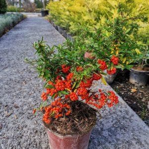 Pyracantha coccinea 'Nana'