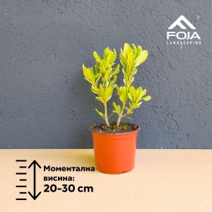 Pittosporum tobira variegatum