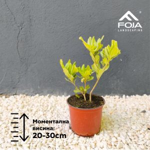 Pittosporum tobira variegatum