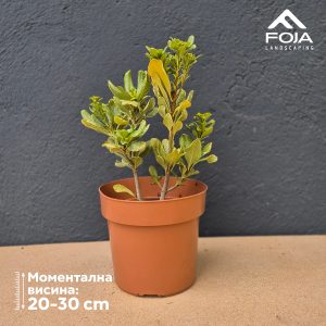 Pittosporum tobira variegatum