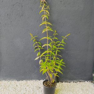 Budleja davidii - Летен Јоргован