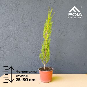 Cupressus sempervirens 'Pyramidalis' - Пирамидален Чемпрес