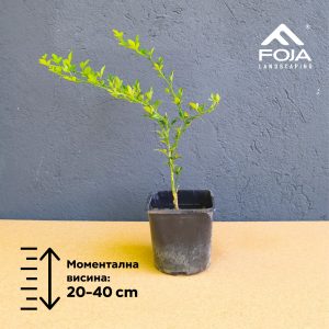 Poncirus trifoliata - Сибирски Лимон