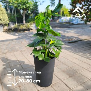 Monstera deliciousa