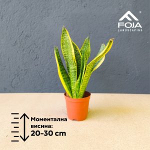 Sansevieria trifasciata
