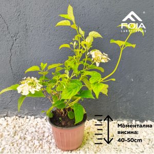 Hydrangea paniculata 'Arborescens Anabelle'- Хортензија