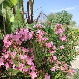 Oleander nerium - Олеандер