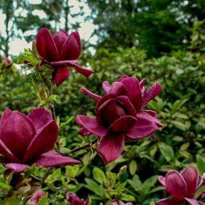 Magnolia 'Genie'