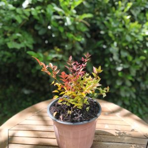 Nandina domestica 'Gulf stream'