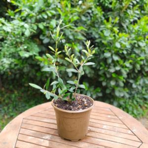 Olea europaea - Маслинка