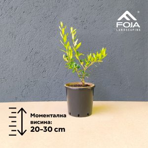 Olea europaea - Маслинка