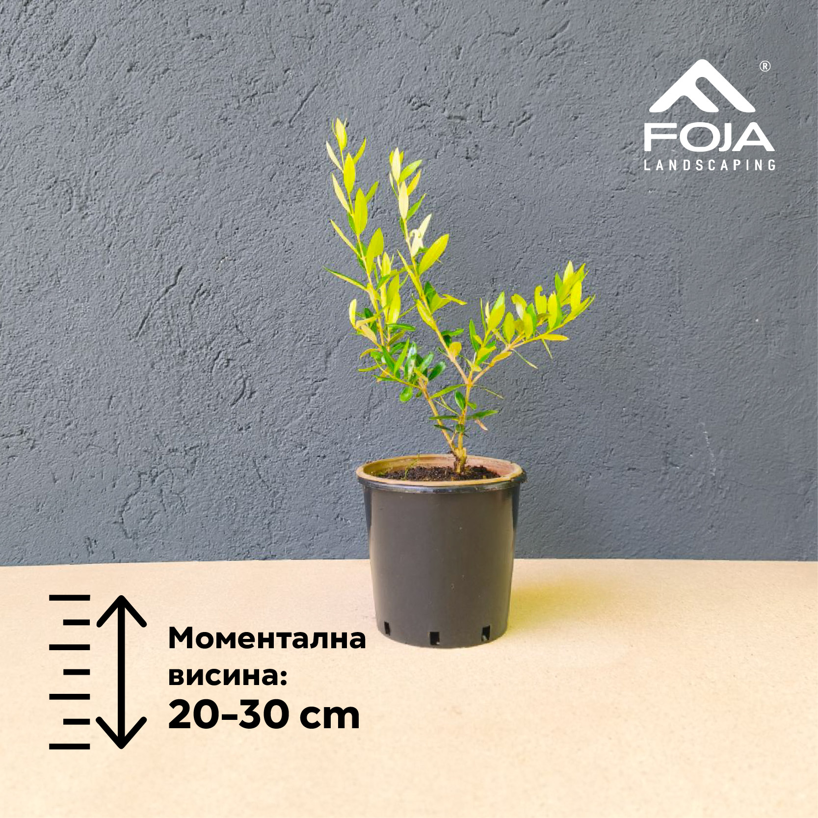 Olea europaea - Маслинка - FOJA - Landscaping