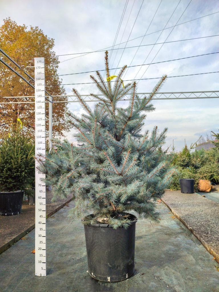 Picea pungens 'Edith' FOJA Landscaping