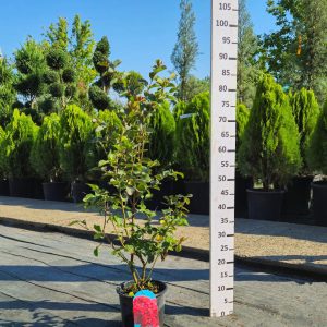 Lagerstroemia Dynamite - Индиски Јоргован