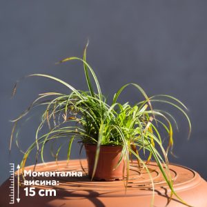 Carex spp.