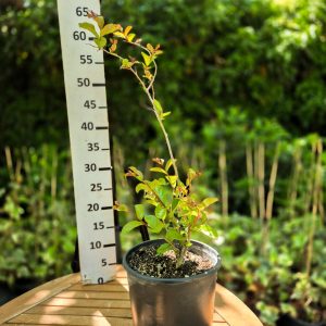 Lagerstroemia indica - Индиски Јоргован