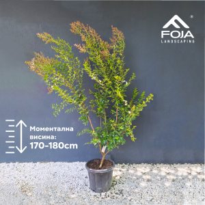 Lagerstroemia indica 'Tonto' - Индиски Јоргован