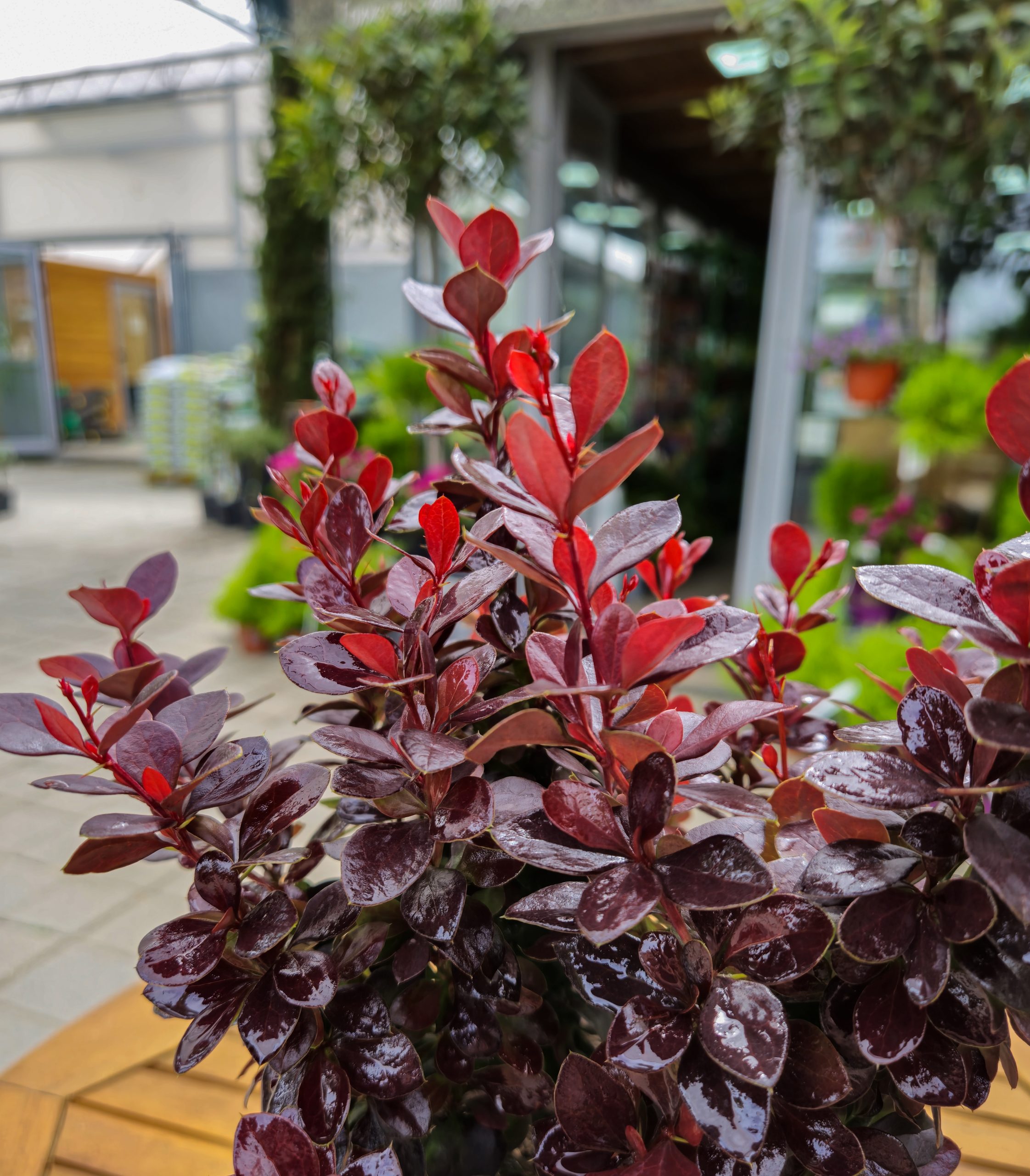 Berberis thunbergii 'Concorde' - FOJA - Landscaping