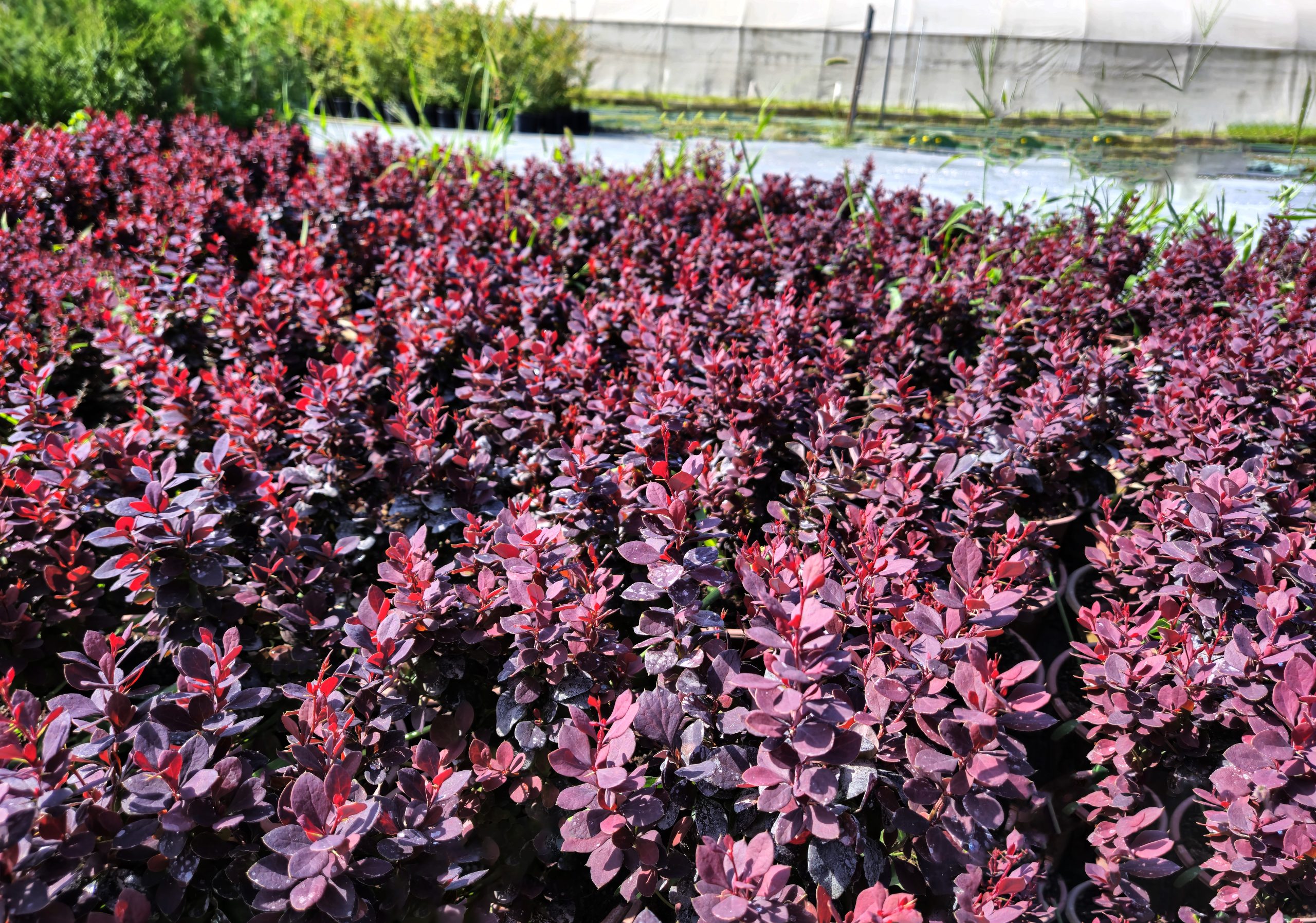 Berberis thunbergii 'Concorde' - FOJA - Landscaping