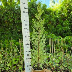 Cupressus arizonica - Аризонски Чемпрес