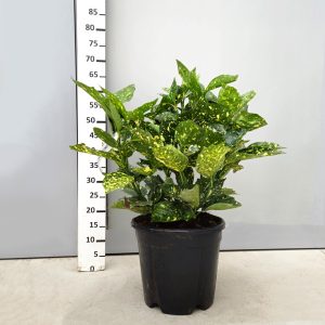 Aucuba Japonica