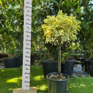 Euonymus japonicus ‘Bravo’ STD