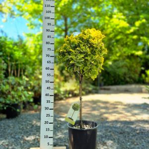 Euonymus japonicus ‘Aureo-marginatus’ STD