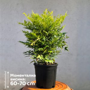Nandina domestica 'Lemon Lime'