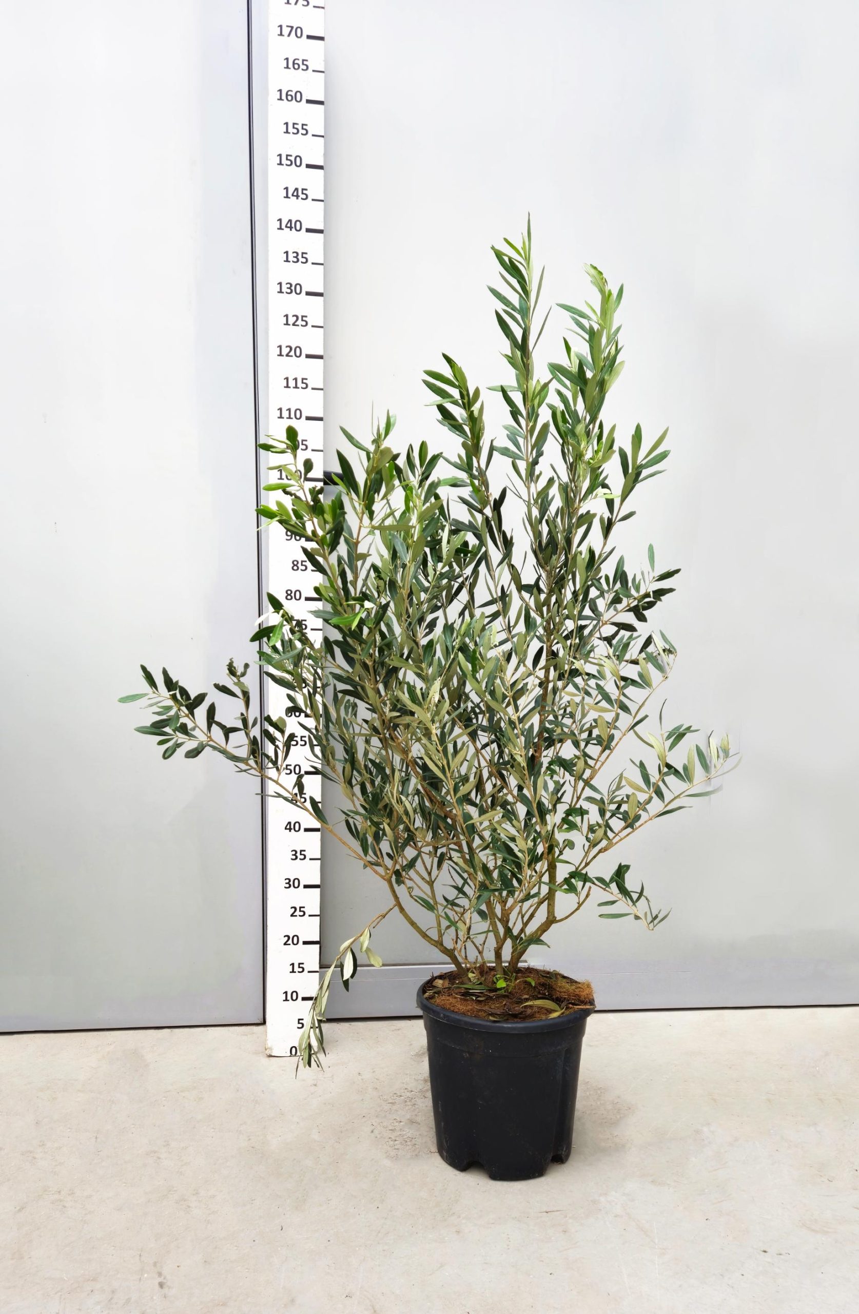 Olea europaea - Маслинка - FOJA - Landscaping