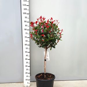 Photinia fraseri Compacta STD 1/4