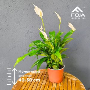 Spathiphyllum