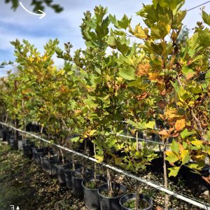 Acer pseudoplatanus - Горски Јавор