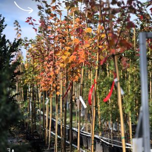 Acer rubrum - Црвен Јавор
