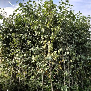Alnus cordata - Евла
