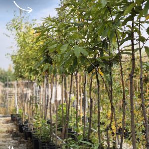 Castanea sativa -Питом Костен