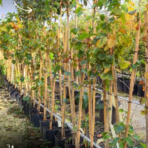 Corylus colurna - Леска